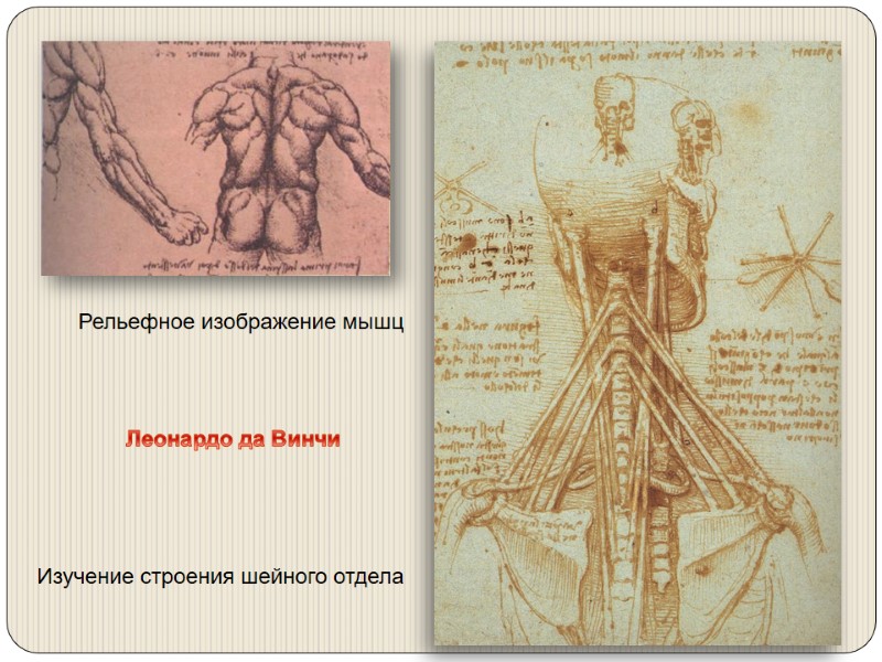 Изучение строения шейного отдела Рельефное изображение мышц Леонардо да Винчи